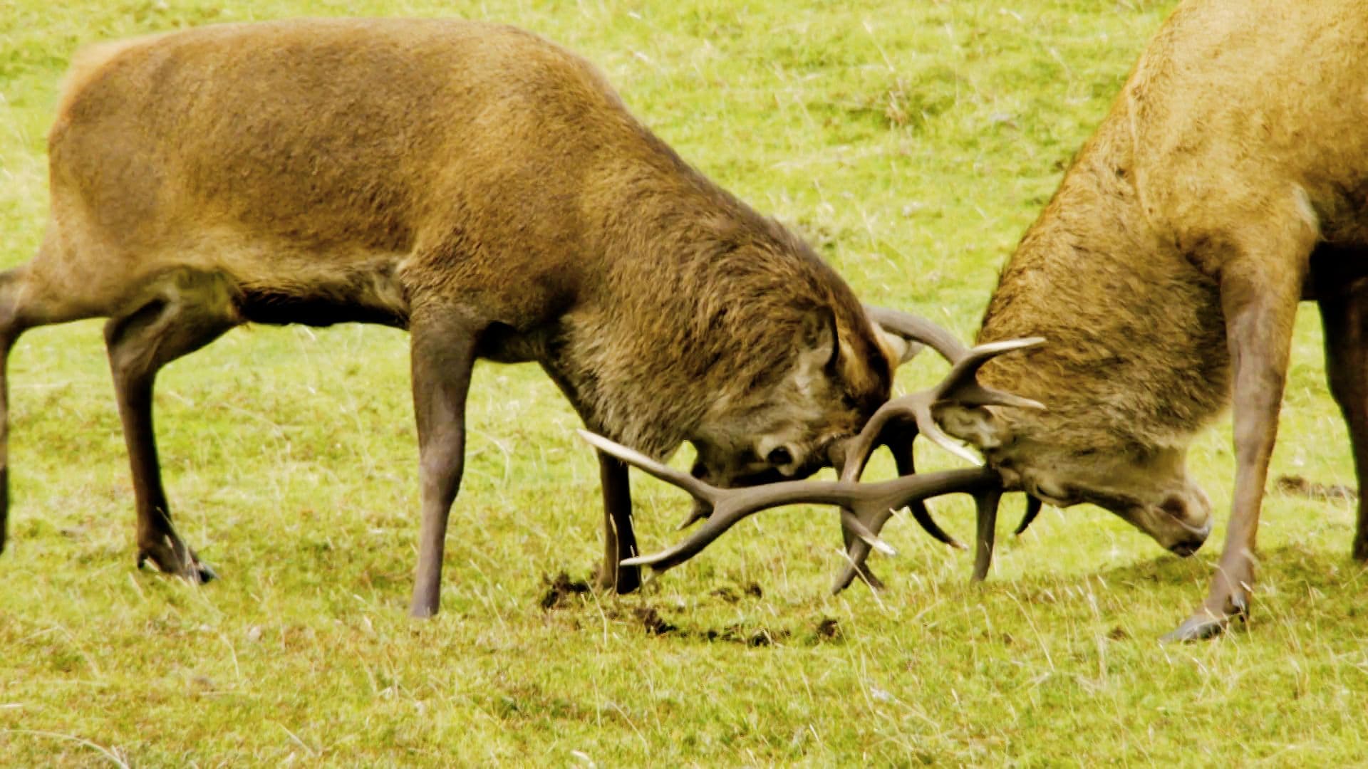 Wild Britain