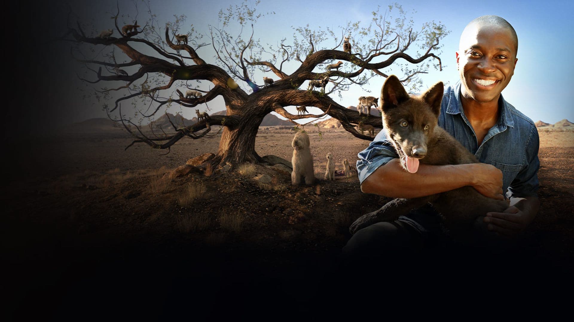 Dogs: An Amazing Animal Family