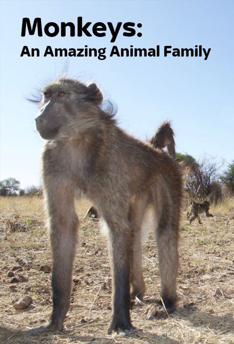 Amazing Monkeys