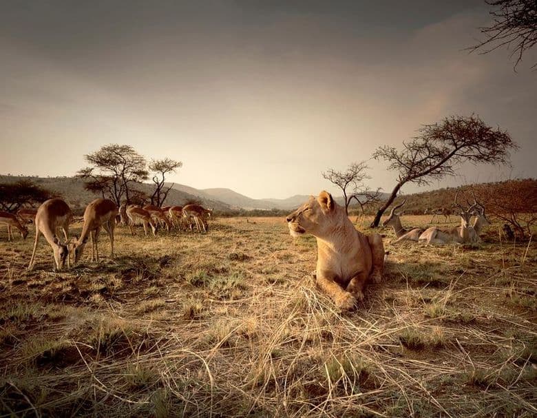 Wild South Africa
