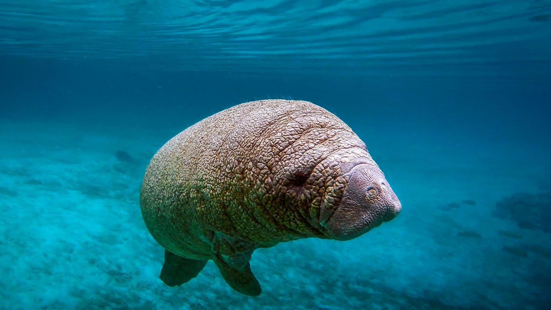 Animal Senses