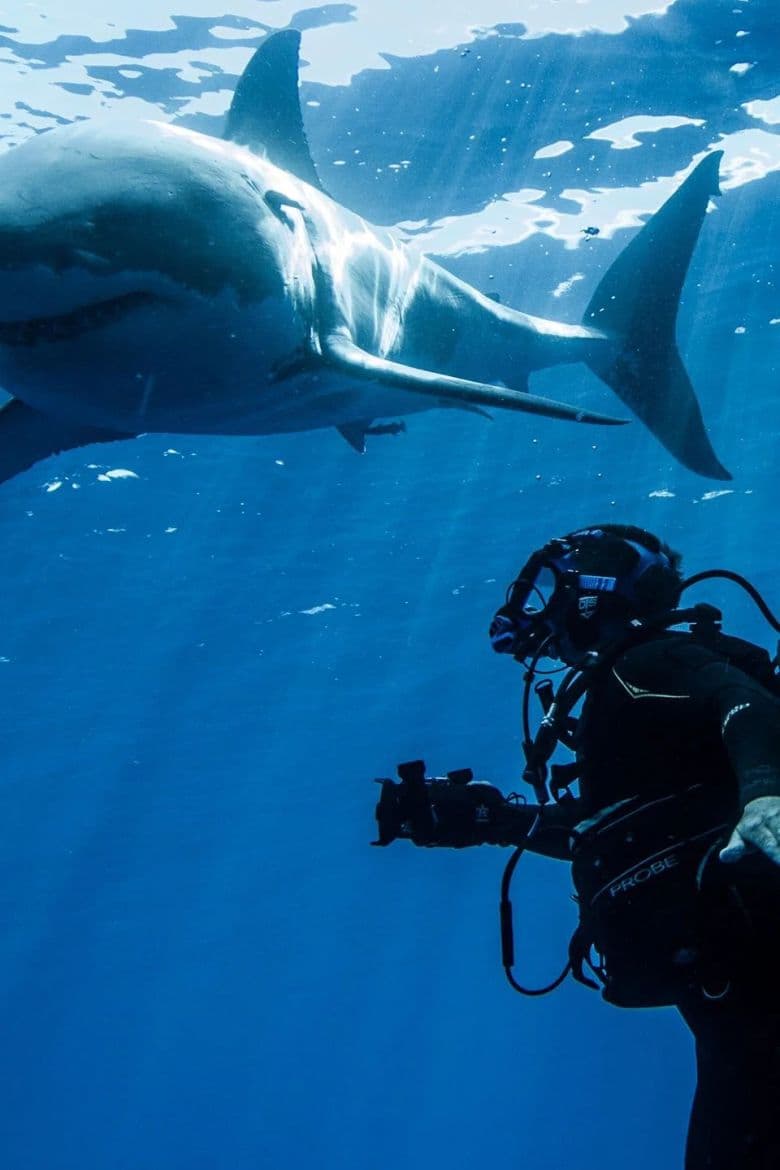 Swimming With Monsters