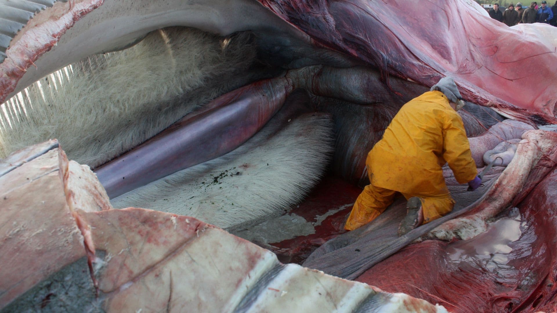 Inside Nature's Giants