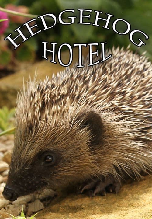 The Hedgehog Hotel
