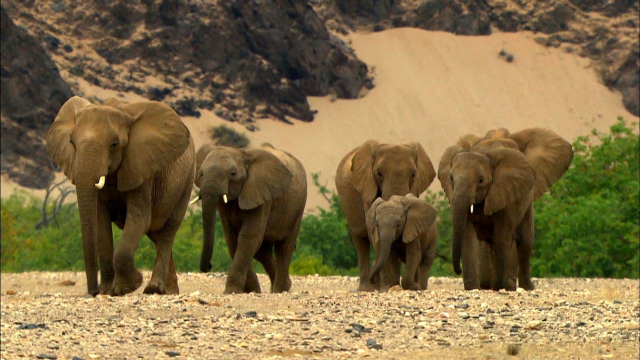 Hoanib - The Secret of the Desert Elephants