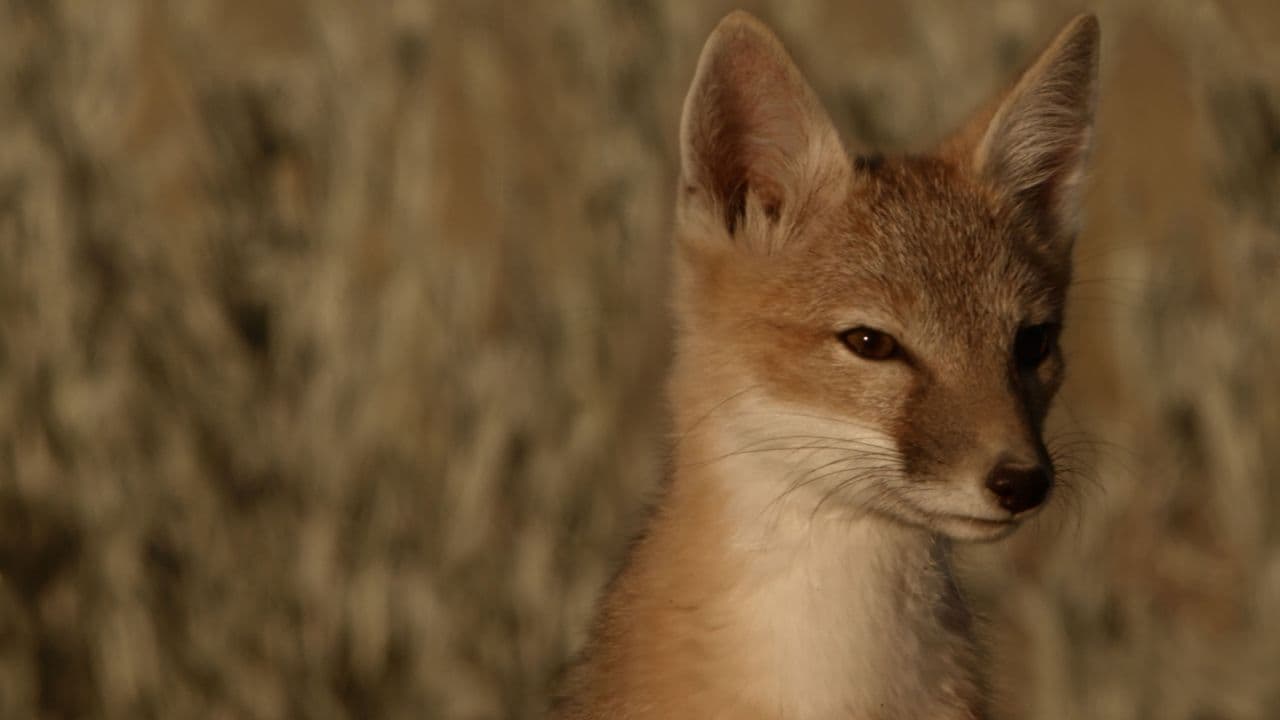 America's Heartland: Wild Prairie Reborn