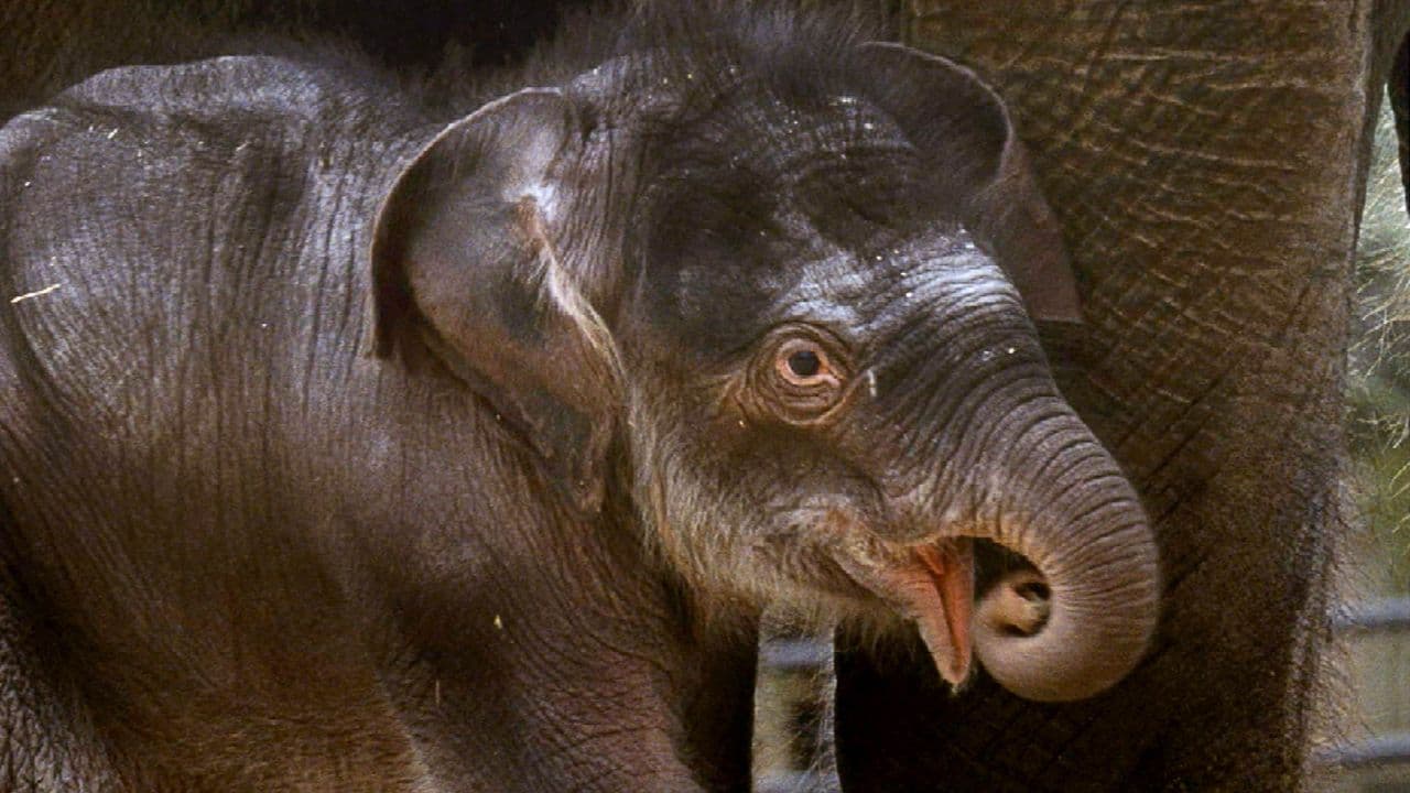 Baby New at the Zoo