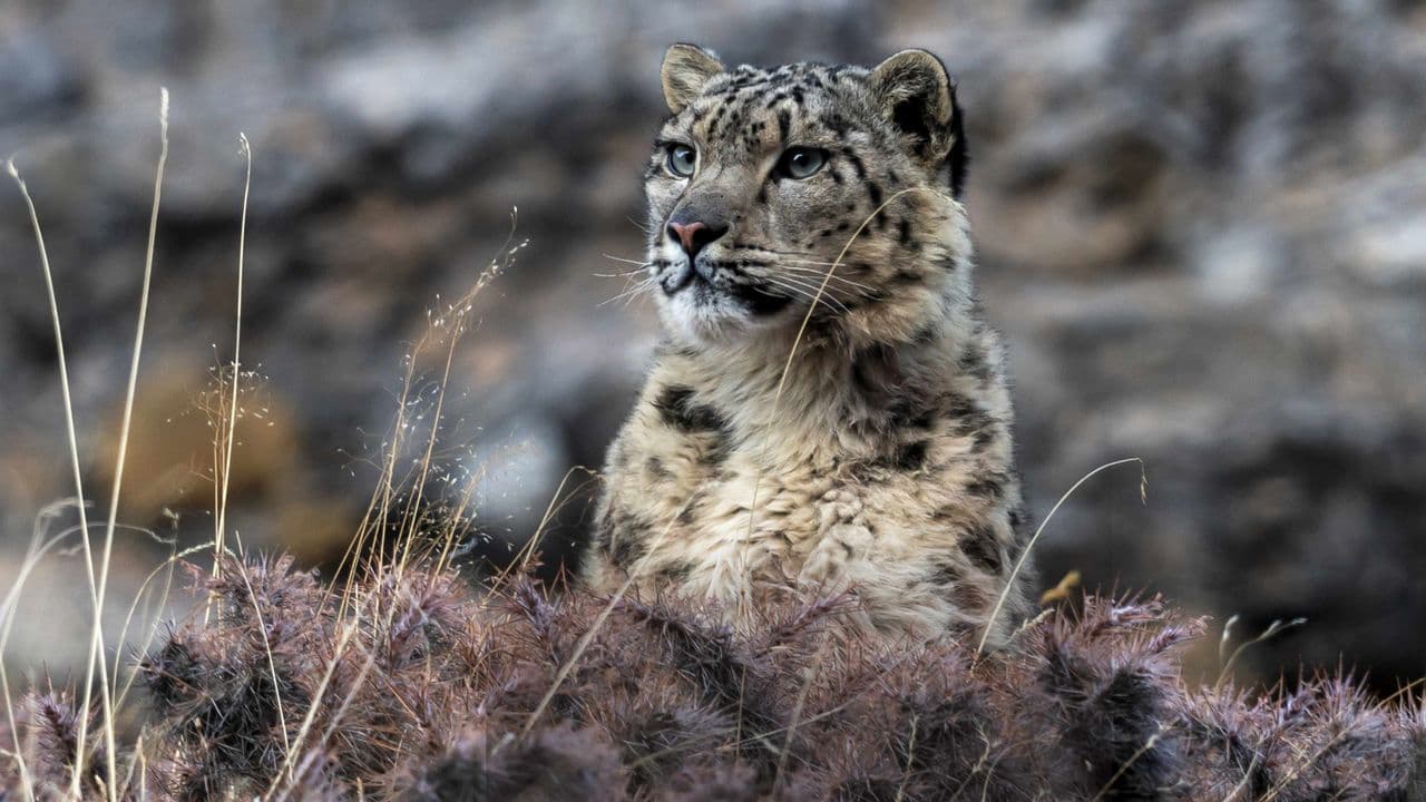 Survival Of The Snow Leopard