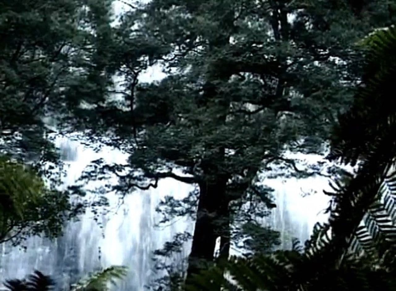 Rainforest Impressions: Tranquil World - Relaxation with Music & Nature