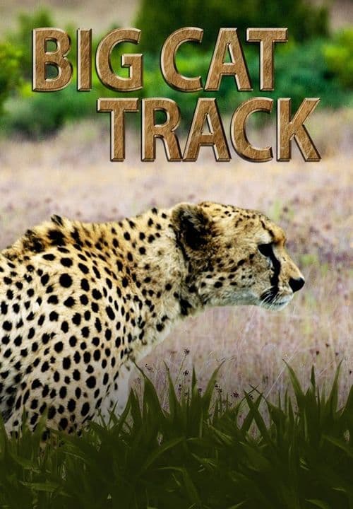 Big Cat Track