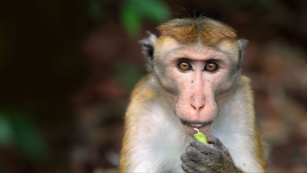 A Life Among Monkeys
