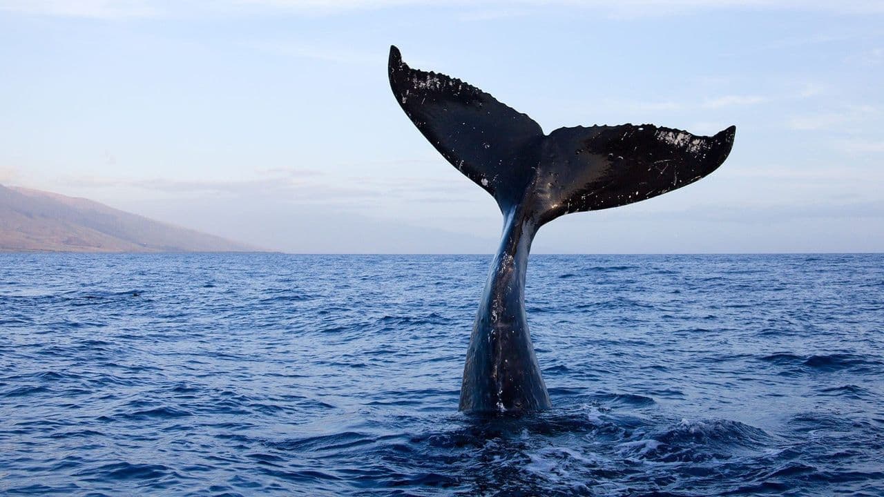 Whale Adventure with Nigel Marven
