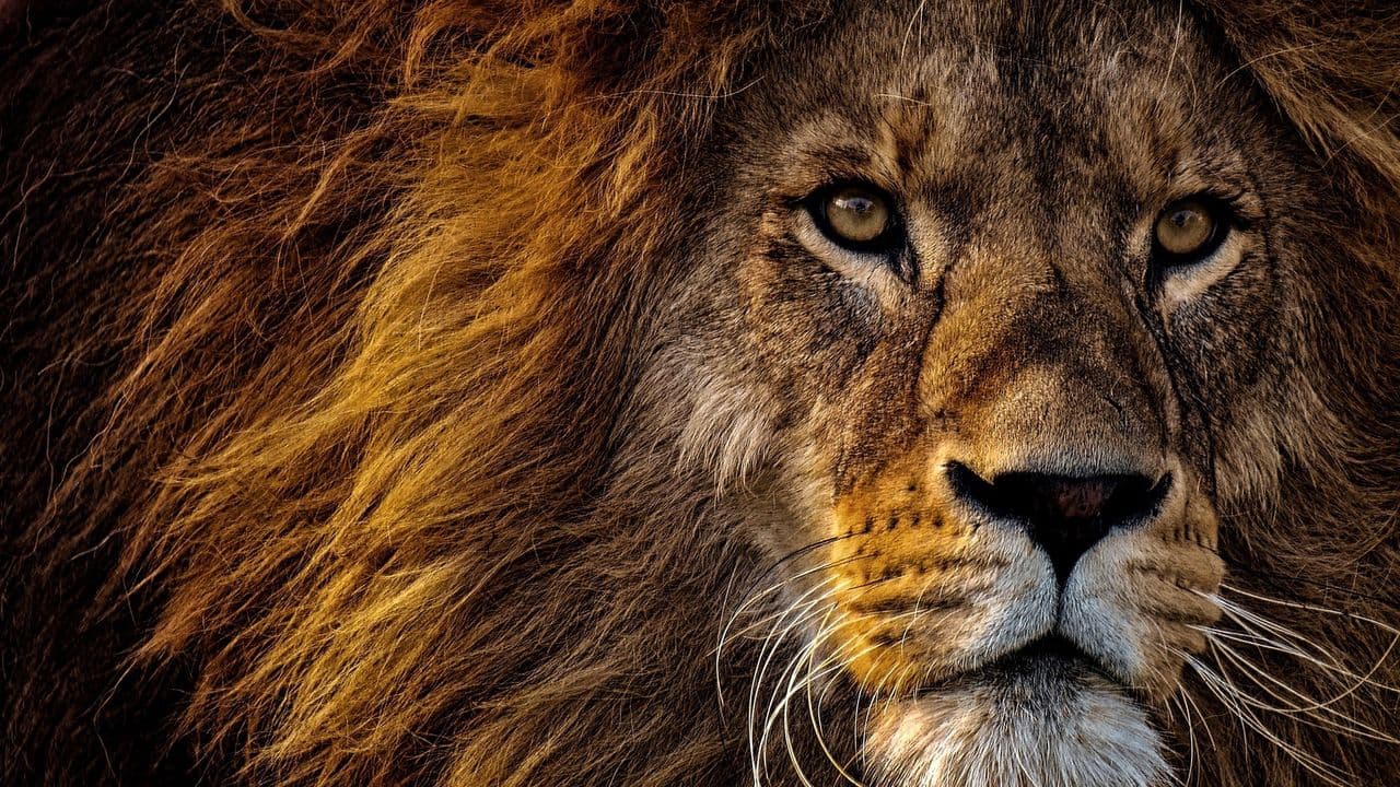 Lion Country