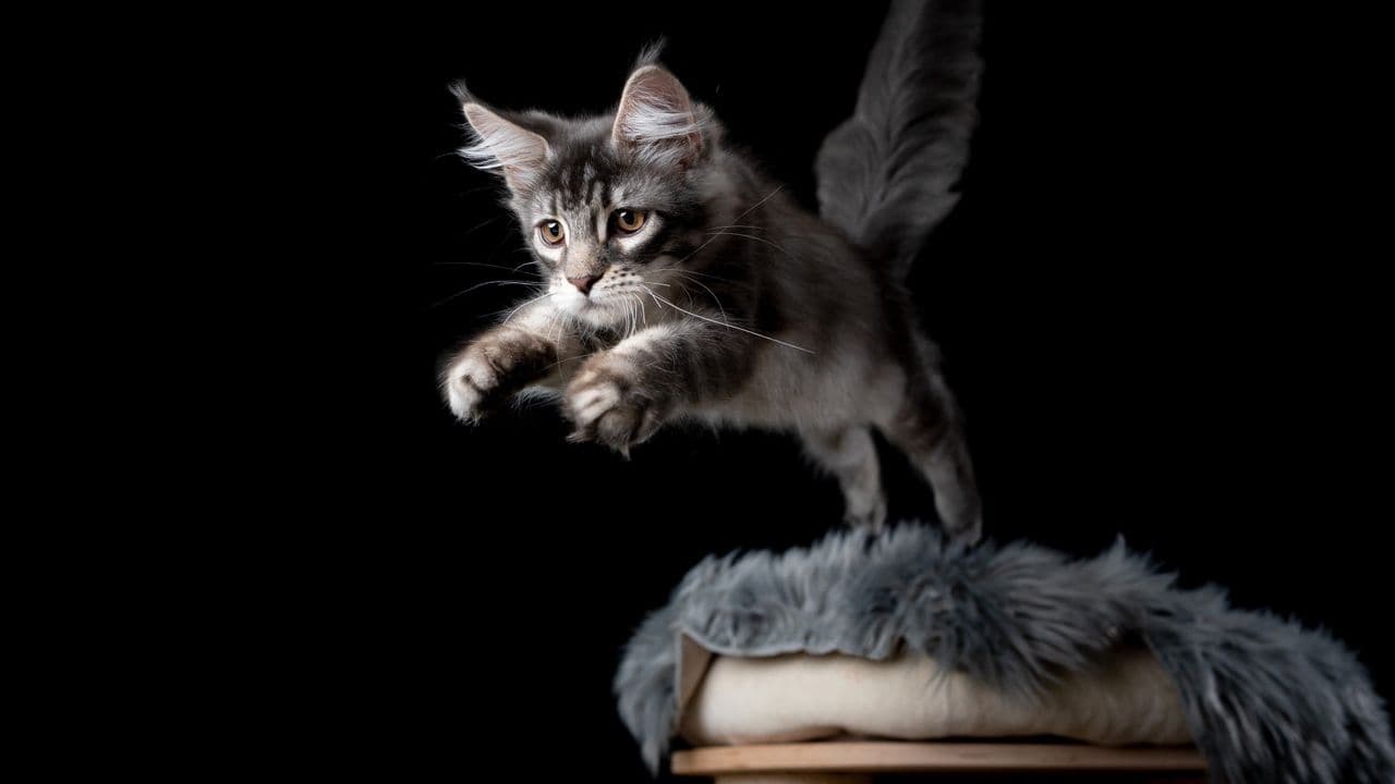 Battle Cats