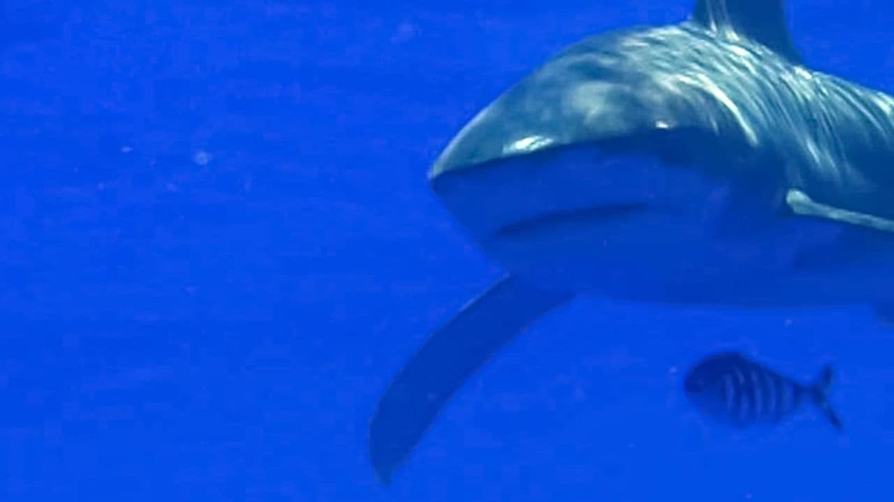 Shark Gordon