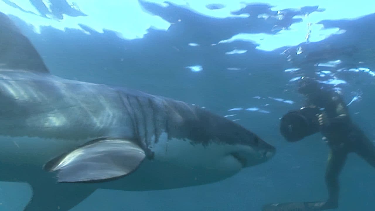 Of Sharks and Men